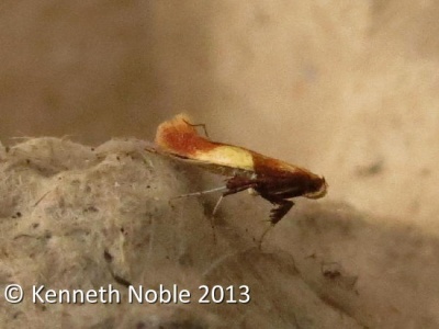 Caloptilia robustella - Kenneth Noble